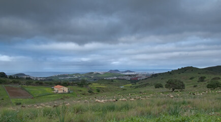 Fototapeta premium Landscape with grazing sheep and the ocean in the background