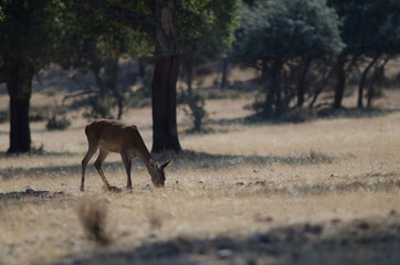 Naklejka na ściany i meble Spanish red deer Cervus elaphus hispanicus. Hind grazing. La Herguijuela Farm. Toril. Caceres. Extremadura. Spain.