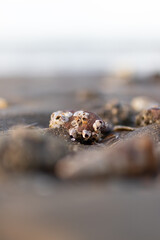 Sea shell