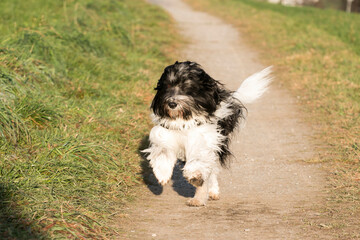 Fototapeta premium Schapendoes / Polski Owczarek Nizinny (PON) Mix running