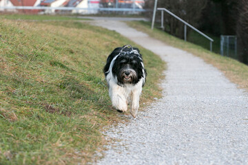 Fototapeta premium Schapendoes / Polski Owczarek Nizinny (PON) Mix running