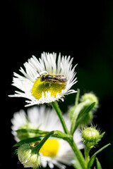 Closeup of a small wild bee on Annual Fleabane flower (Erigeron annuus)