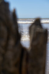 Old woods on the beach