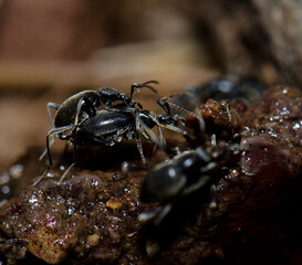 Beetles copulating on a animal dung. Monfrague National Park. Caceres. Extremadura. Spain.