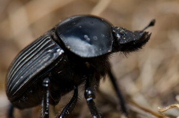 Earth-boring dung beetle Scarabaeus laticollis. Monfrague National Park. Caceres. Extremadura. Spain.