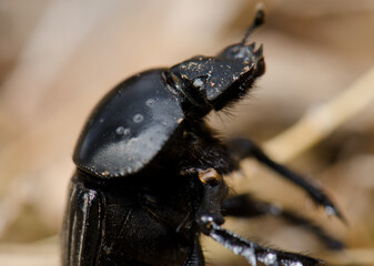 Earth-boring dung beetle Scarabaeus laticollis. Monfrague National Park. Caceres. Extremadura. Spain.