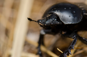 Earth-boring dung beetle Scarabaeus laticollis. Monfrague National Park. Caceres. Extremadura. Spain.