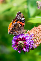 Closeup of a Red Admiral butterfly (Vanessa atalanta) on summer lilac blossoms (Buddleja davidii)