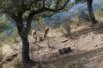 Spanish red deers Cervus elaphus hispanicus searching for food. Female and its cub. Monfrague National Park. Caceres. Extremadura. Spain.