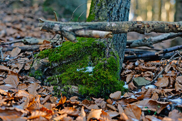 stump in the woods