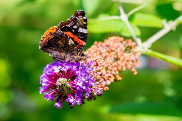 Closeup of a Red Admiral butterfly (Vanessa atalanta) on summer lilac blossoms (Buddleja davidii)