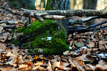 stump in the forest