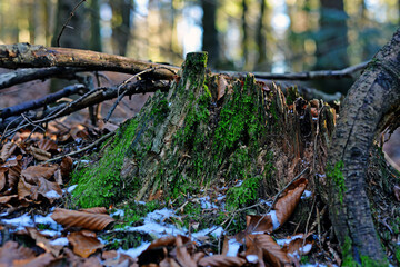 Obraz premium stump in the forest