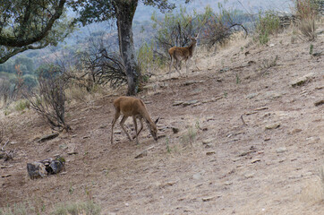 Spanish red deers Cervus elaphus hispanicus. Female and its cub in the background. Monfrague National Park. Caceres. Extremadura. Spain.
