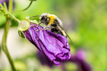 Closeup of a bumble bee covered by pollen on a pink mallow bud