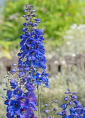 Blühender Rittersporn, Delphinium, im Frühling