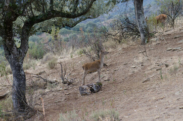 Obraz na płótnie Canvas Spanish red deers Cervus elaphus hispanicus. Cub and female in the background. Monfrague National Park. Caceres. Extremadura. Spain.