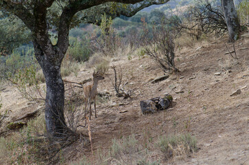 Young Spanish red deer Cervus elaphus hispanicus. Monfrague National Park. Caceres. Extremadura....