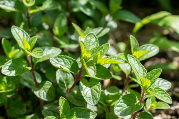 Young mint plants (Mentha)