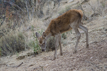 Naklejka na ściany i meble Young Spanish red deer Cervus elaphus hispanicus. Monfrague National Park. Caceres. Extremadura. Spain.