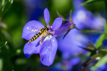 Closeup of a long Hoverfly (prob. Sphaerophoria scripta) on blue garden lobelia flowers - obrazy, fototapety, plakaty