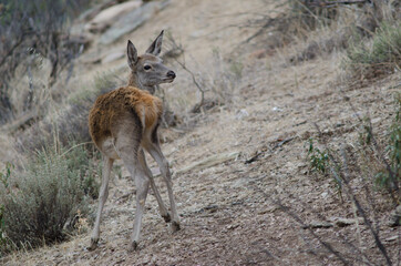 Young Spanish red deer Cervus elaphus hispanicus. Monfrague National Park. Caceres. Extremadura. Spain.