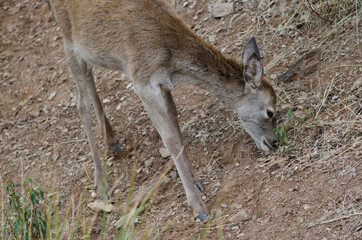Naklejka na ściany i meble Young Spanish red deer Cervus elaphus hispanicus feeding. Monfrague National Park. Caceres. Extremadura. Spain.