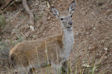 Young Spanish red deer Cervus elaphus hispanicus. Monfrague National Park. Caceres. Extremadura. Spain.