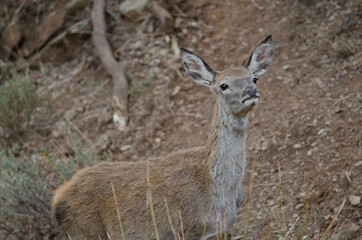 Naklejka na ściany i meble Young Spanish red deer Cervus elaphus hispanicus smelling. Monfrague National Park. Caceres. Extremadura. Spain.