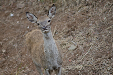 Young Spanish red deer Cervus elaphus hispanicus. Monfrague National Park. Caceres. Extremadura. Spain.