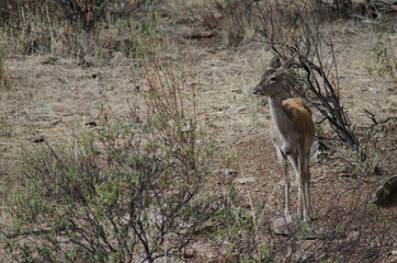 Female Iberian red deer Cervus elaphus hispanicus. Monfrague National Park. Caceres. Extremadura. Spain.