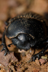Earth-boring dung beetle Scarabaeus laticollis seen from the front. Monfrague National Park. Caceres. Extremadura. Spain.