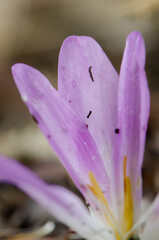 Flower of autumn crocus Colchicum autumnale. El Cardenal. Monfrague National Park. Caceres. Extremadura. Spain.