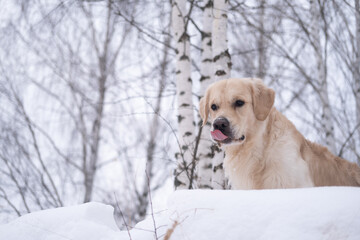 Dog in a snowy winter forest. Golden Retriever stands in a snowdrift against a background of trees. Winter forest covered with snow.