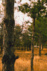 Thicket blurring backwards from single tree body bark view with selected focus in a dense wooded area and a car in a neighbourhood, dark cold style outdoor nature photograph in winter.