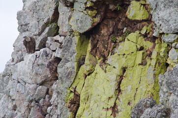 Griffon vulture Gyps fulvus. Salto del Gitano. Monfrague National Park. Caceres. Extremadura. Spain.