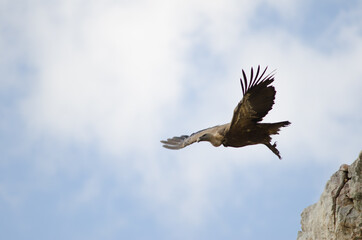 Griffon vulture Gyps fulvus taking flight. Salto del Gitano. Monfrague National Park. Caceres. Extremadura. Spain.