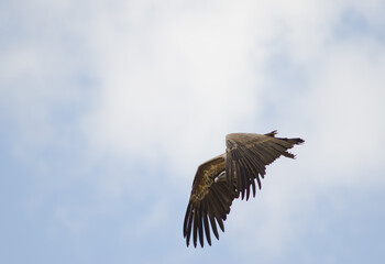 Griffon vulture Gyps fulvus taking flight. Salto del Gitano. Monfrague National Park. Caceres. Extremadura. Spain.