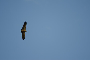 Griffon vulture Gyps fulvus gliding. Salto del Gitano. Monfrague National Park. Caceres....