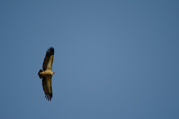 Griffon vulture Gyps fulvus gliding. Salto del Gitano. Monfrague National Park. Caceres....