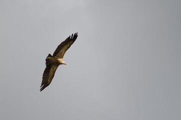 Griffon vulture Gyps fulvus gliding. Salto del Gitano. Monfrague National Park. Caceres. Extremadura. Spain.