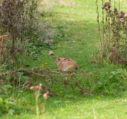 Brown bunny