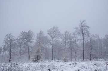 snow covered trees