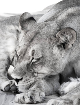 A grayscale shot of a lioness sleeping and resting