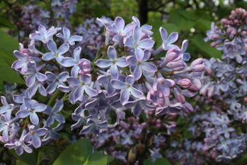 lilac branch with flowers close-up summer lilac background