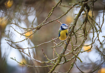 Eurasian blue tit on a branch at the winter time season