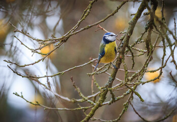 Eurasian blue tit on a branch at the winter time season