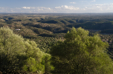 Mediterranean forest in the Monfrague National Park. Caceres. Extremadura. Spain.