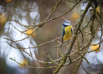 Eurasian blue tit on a branch at the winter time season