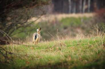 European hare (Lepus europaeus) in sprint on grass